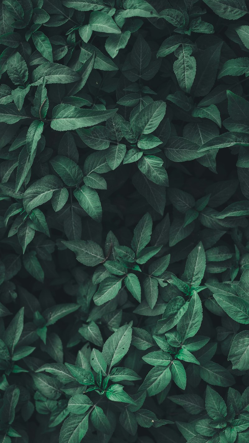 Cannabis leaf close-up