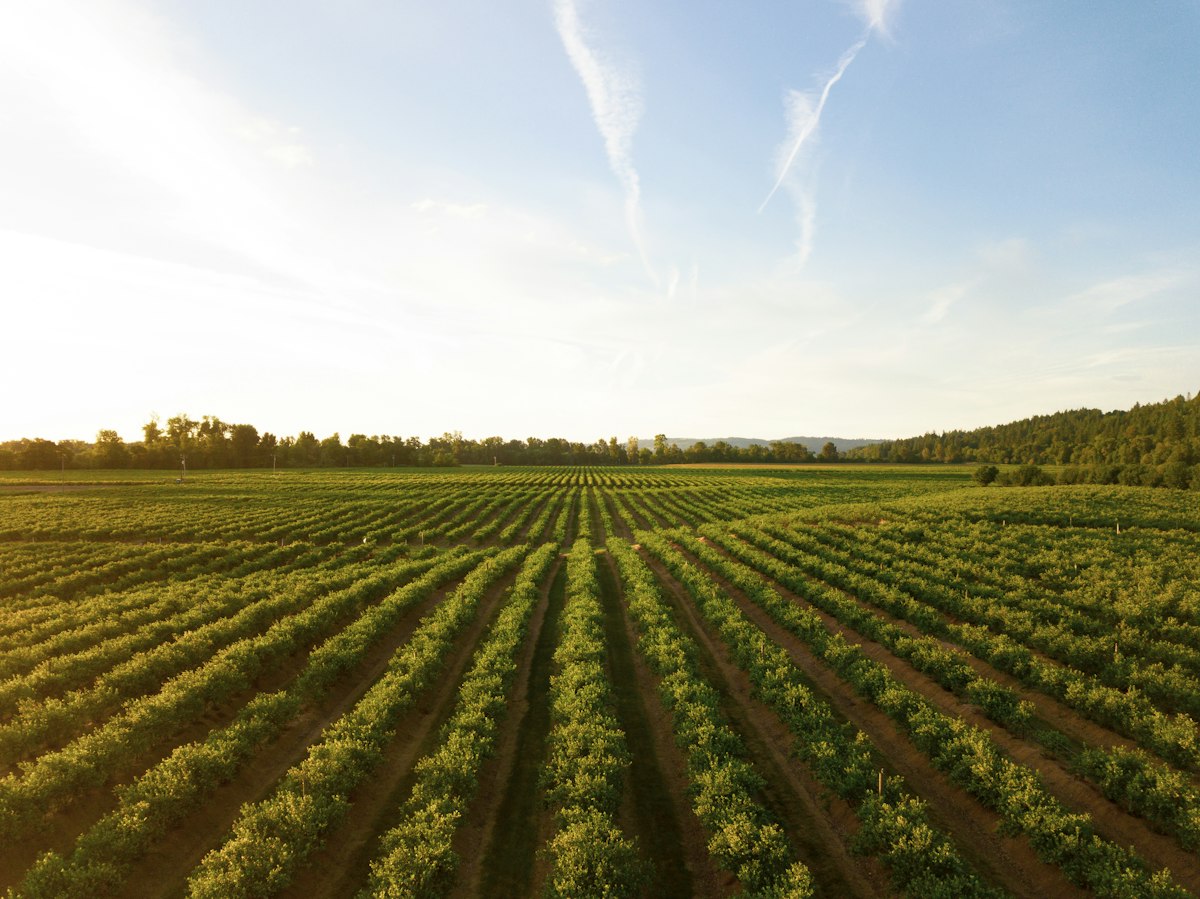 Greenhouse rows at Straight Up Farms
