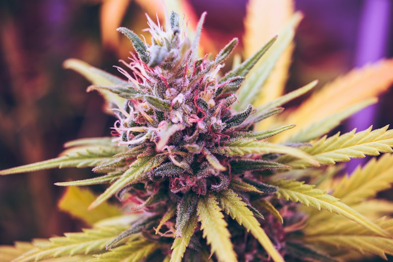 Super Lemon Haze in living soil